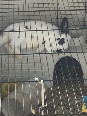 Image 2 of Indoor rabbit cage, medium size