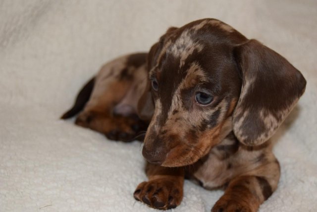 Image 16 of MINIATURE SMOOTH DACHSHUND PUPPIES