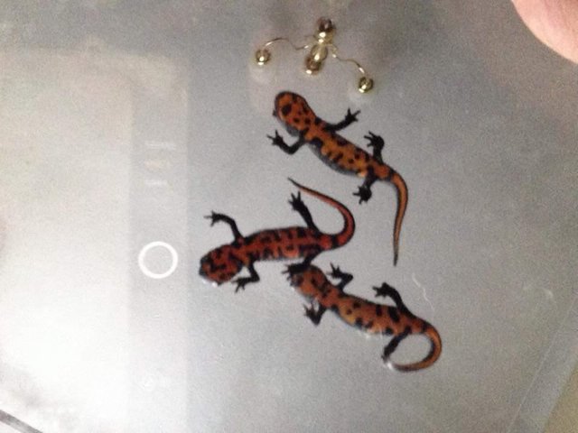 Preview of the first image of Young adult Chinese fire belly newts.