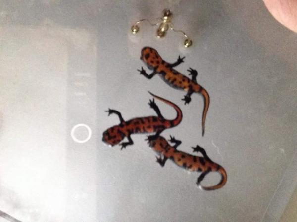Image 1 of Young adult Chinese fire belly newts