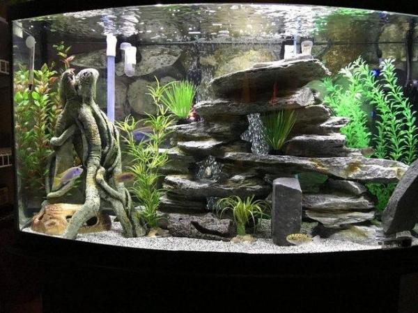 Image 2 of Aquarium / Tank (Vision 180) plus accessories