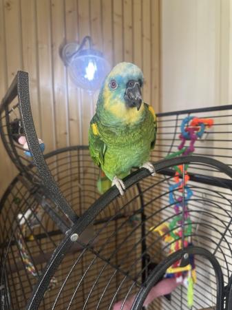 Image 2 of Blue fronted Female (Flo) Amazon Parrot tame talking