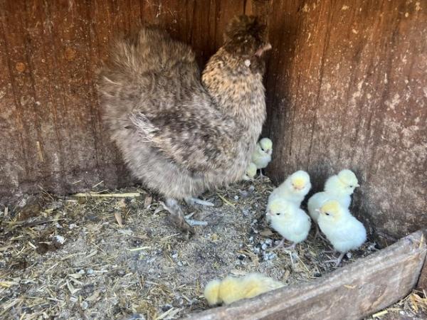 Image 3 of Silkie mum with 12 pure polish chicks for sale