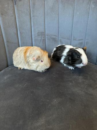 Image 3 of 6 week old male bonded guinea pigs