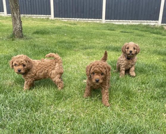 Image 8 of *DNA HEALTH TESTED* Cavapoo puppies
