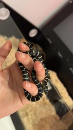 Image 1 of Florida king snake unsexed comes with Vic