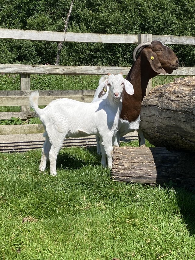 Preview of the first image of Wether Goat Kids. Boer X British Alpine.