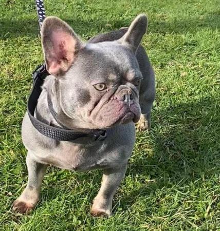 Image 6 of Ultra affectionate Female French Bull Dog 20 months