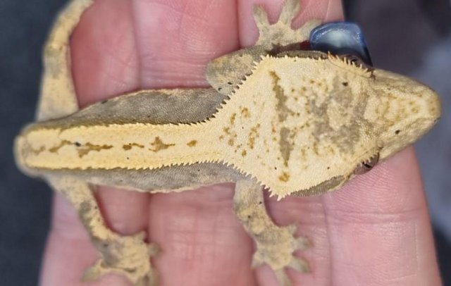 Image 3 of Crested Gecko 6 months old Part Pin Harlequin