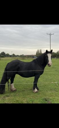 Image 2 of SOLD Lady, 14.3 hh Irishcob mare for sale