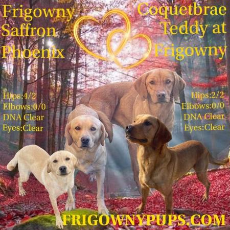 Image 3 of **PRICE REDUCED** KC Reg Yellow Labrador Boy Puppies