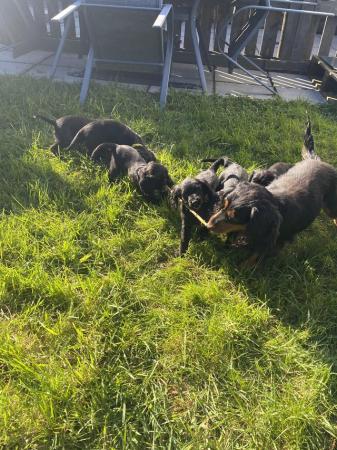 Image 2 of All sold Cocker Spaniel Puppies