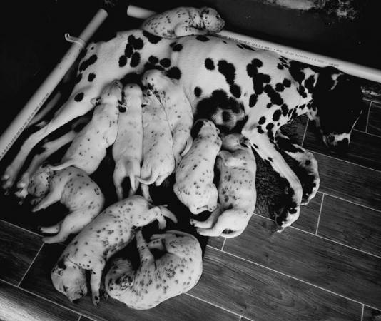 Image 8 of Kc registered dalmatian puppies