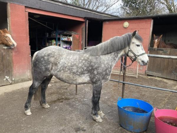 Image 3 of **NOW SOLD** Registered new forest gelding
