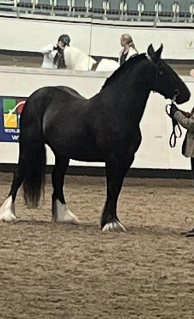 Preview of the first image of Lovely Black cob mare for sale.