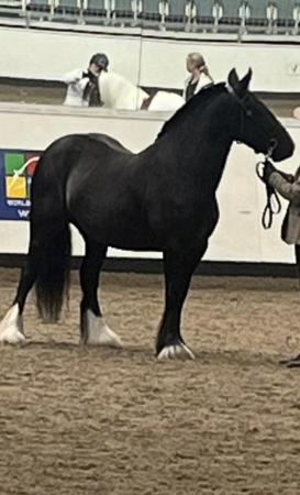 Image 1 of Lovely Black cob mare for sale