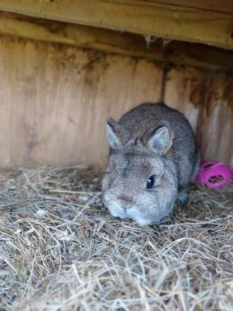 Image 2 of 12 month old agouti netherland dwarf male