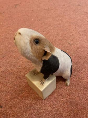 Image 1 of 4 assorted cute guinea pig models