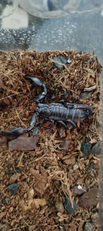 Image 3 of Male asian forest scorpion