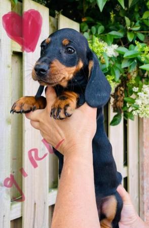 Image 4 of Stunning Dachshund puppies