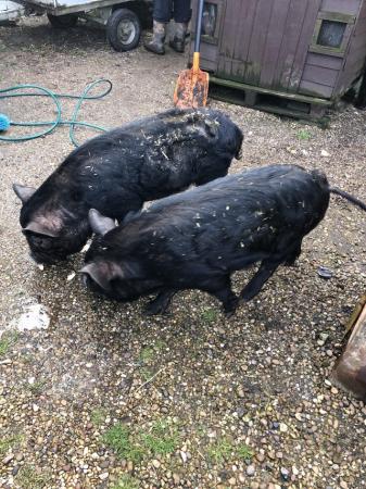 Image 1 of 2 male pigs for sale, Julianna