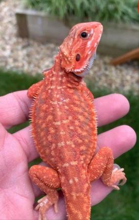 Image 2 of Licensed Breeder Top Bearded Dragon Morphs in Castle Cary