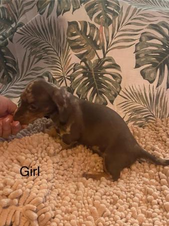 Image 6 of Dashaund puppies beautiful colours and personality