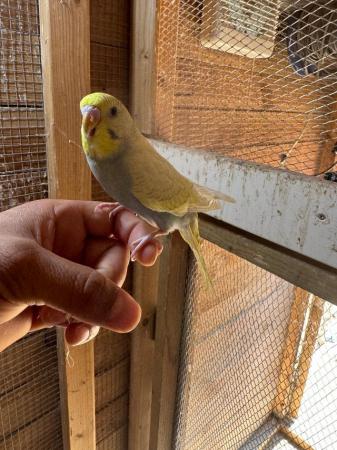 Image 5 of Baby budgies for sale £30 each collection mk404nn