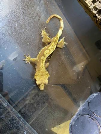 Image 9 of Crested Gecko w/ Exo Terra 45x45x60cm (18x18x24")