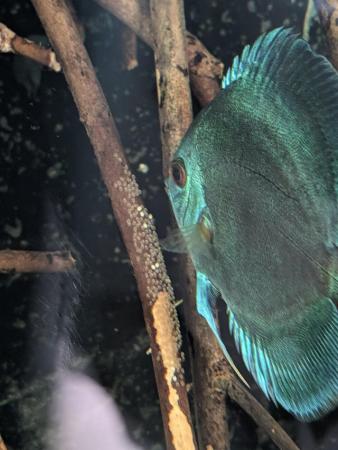 Image 6 of 13x adult discus for sale