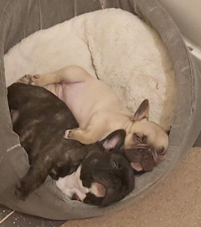 Image 4 of French Bulldog Puppies for sale