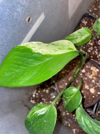 Image 2 of Epipremnum aureum Marbled Queen(Rooted, Potted Plants)