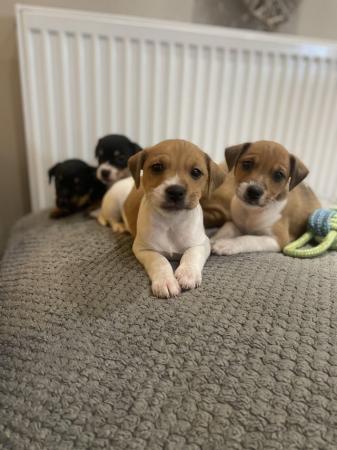 Image 5 of Stunning Jack Russell Terriers