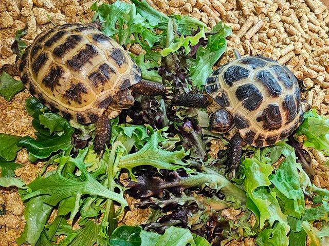 Preview of the first image of Horsfield Tortoises For Sale Cb22.