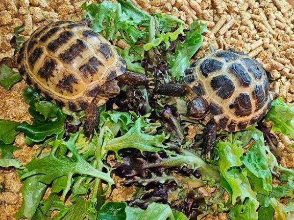 Image 1 of Horsfield Tortoises For Sale Cb22