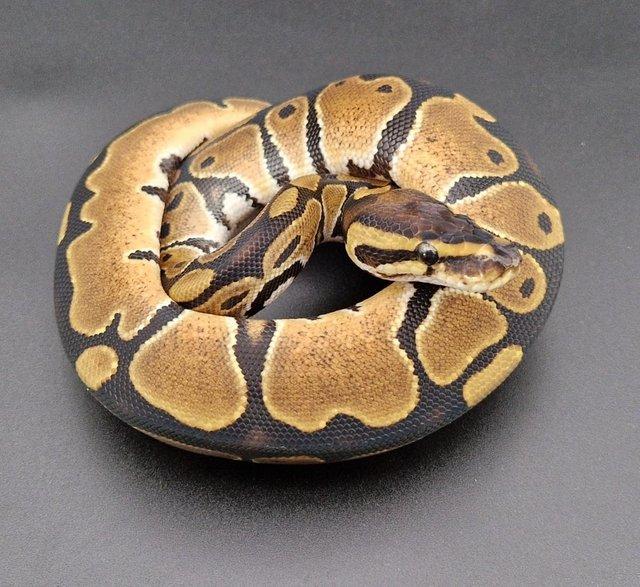 Preview of the first image of Triple Het Dreamsicle Genetic Stripe Fem Ball Python 230407.