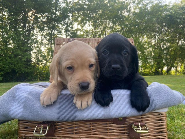 Preview of the first image of Beautiful kc Red and Black labrador puppies.