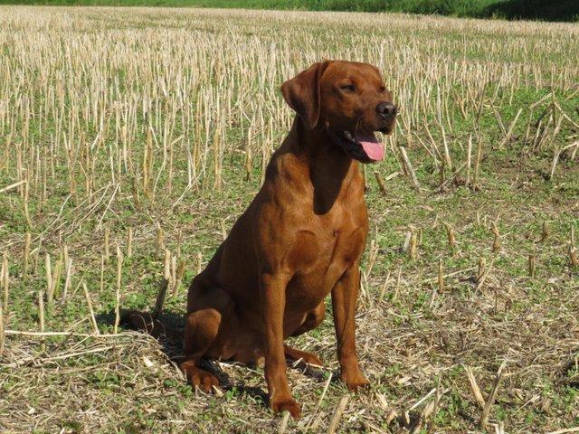 Preview of the first image of UK'S MOST EXTENSIVELY HEALTH TESTED LABRADOR STUD.