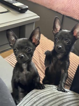 Image 1 of 2 rare solid black male chihuahua puppies ready now!