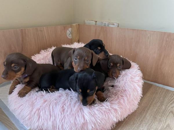 Image 5 of Beautiful Girl Dachshunds, ready to leave 8th May.