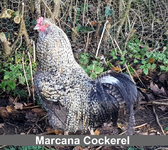 Preview of the first image of Marcana OLIVE EGGER cockerel Marans x Auracana = green eggs.