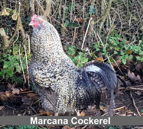 Image 1 of Marcana OLIVE EGGER cockerel Marans x Auracana = green eggs
