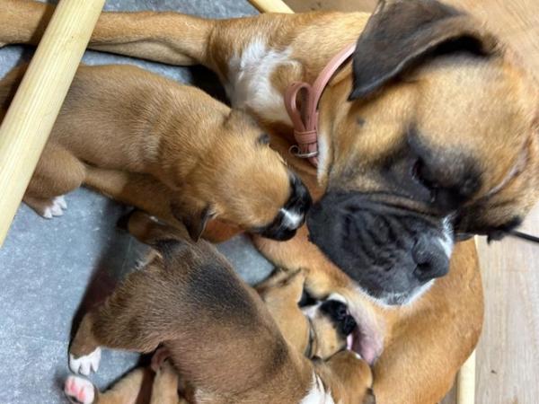 Image 2 of Beautiful boxer puppies ready to leave this weekend!