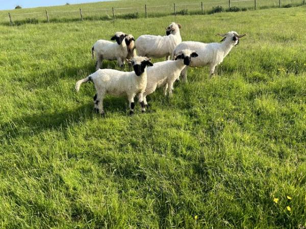 Image 3 of Pedigree Valais Blacknose ewes