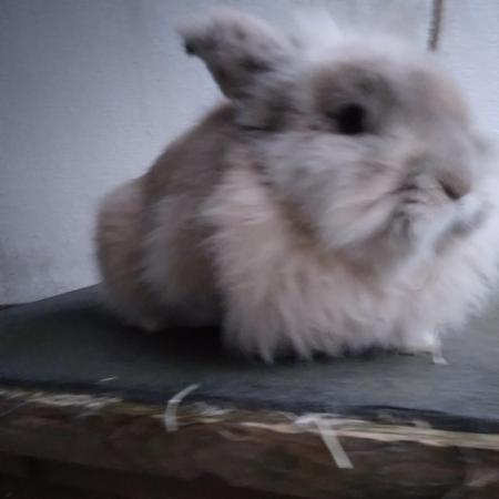 Image 5 of Gorgeous fluffy male lionhead rabbit nearly 2 years