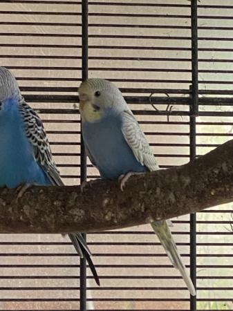 Image 4 of Baby and young Budgies for Sale