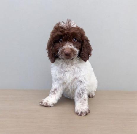 Image 7 of Showtype miniature cockapoo ready to leave both vacainations