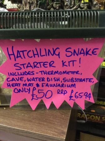 Image 5 of Hatchling snake starter kit £50