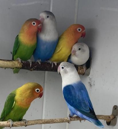 Image 2 of Green pied Pale fallow fischer lovebirds