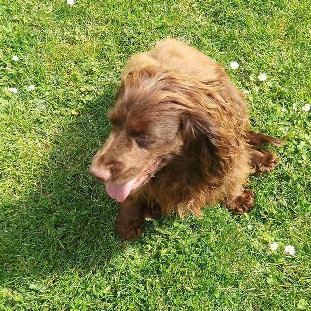 Preview of the first image of 2 Year old KC Cocker Spaniel female.